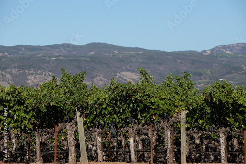 napa valley mountain with vineyard