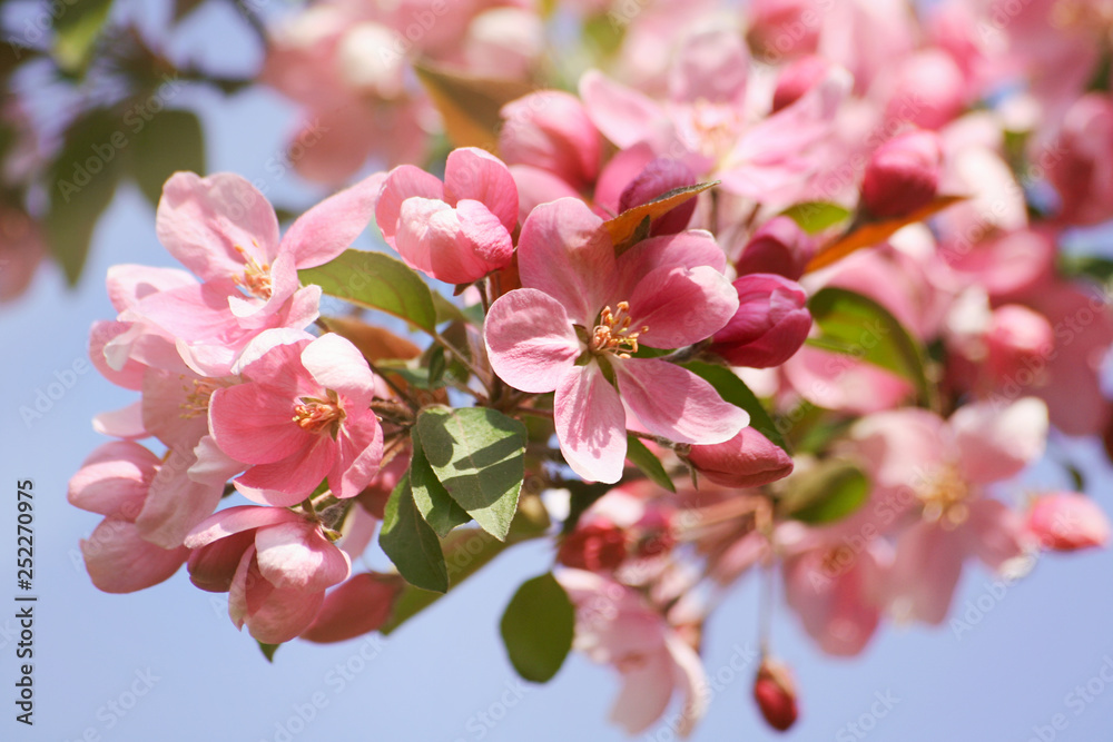 Closeup apple blossom flowers against a blue sky