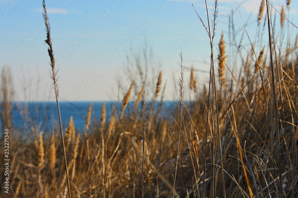Obraz premium tall grass and blue sky
