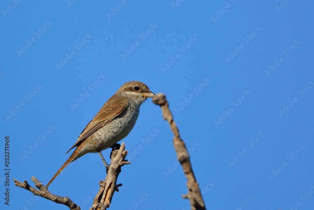 Red-backed shrike - Lanius collurio, Crete, Greece Red-backed shrike - Lanius collurio, Crete, Greece
