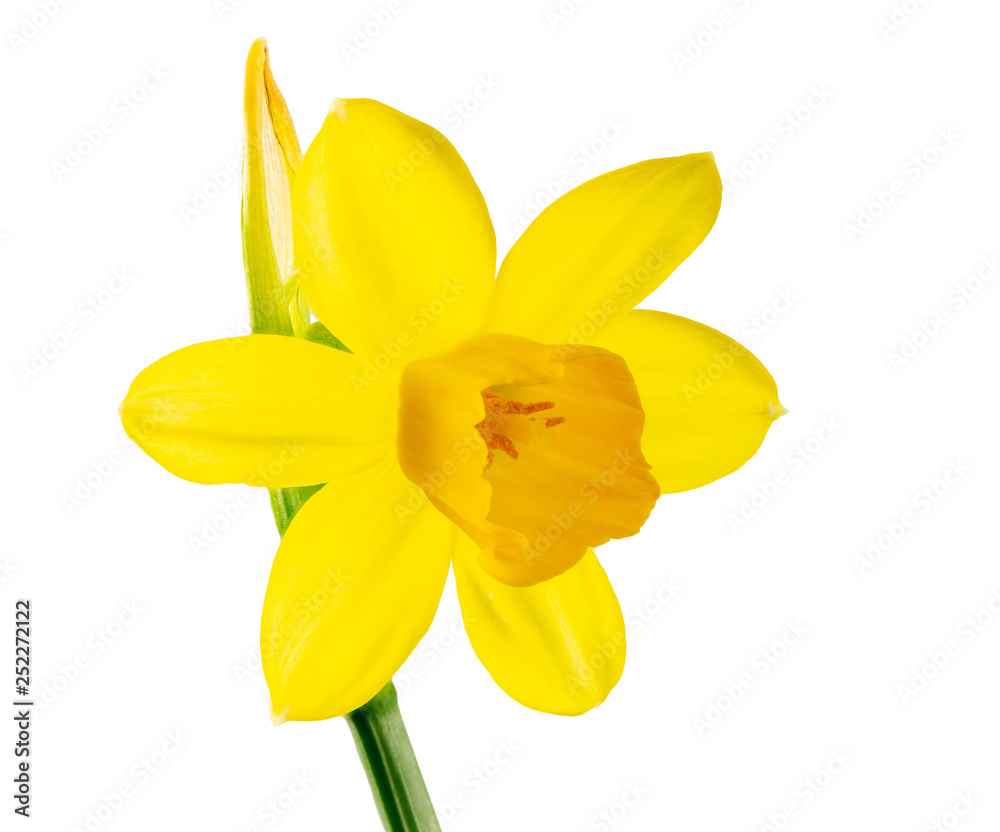 Obraz premium Isolated yellow daffodil flower blossom