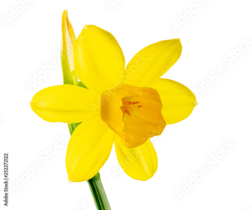 Isolated yellow daffodil flower blossom