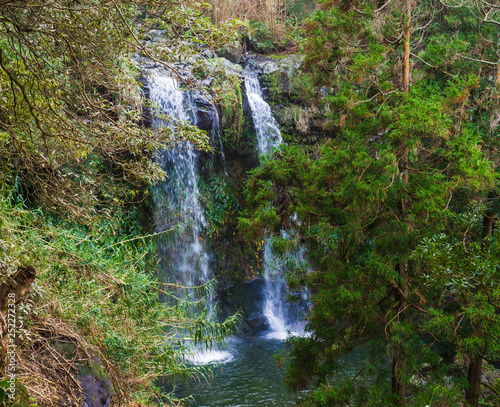Beautiful double waterfall at Salto da Farinha falling from rocks in lush green rainforest vegetation  Sao Miguel  Azores  Portugal