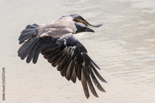 Hooded Crow landing on blurred gray background