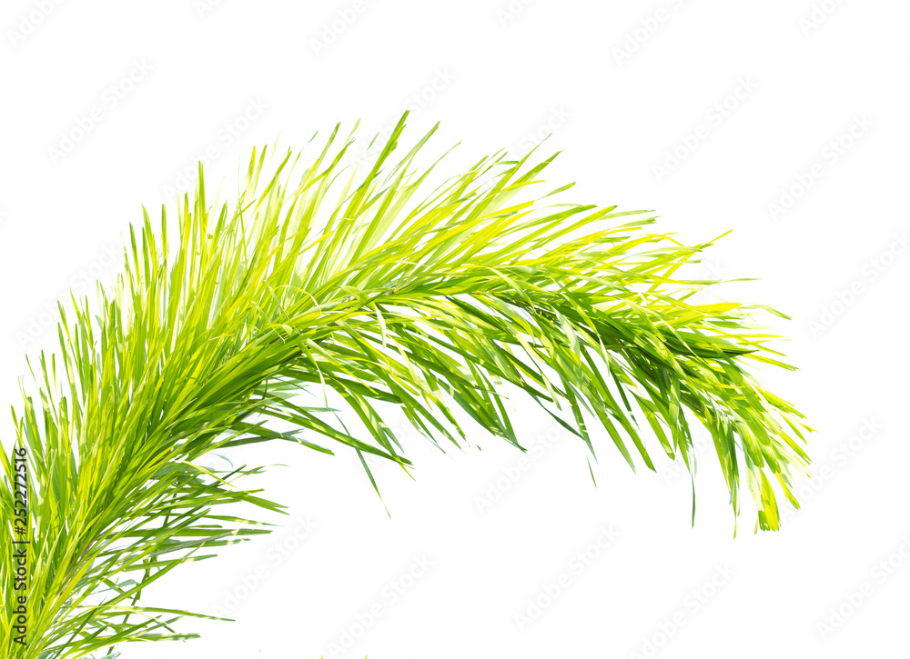 Fototapeta premium Palm leaf isolated on white background
