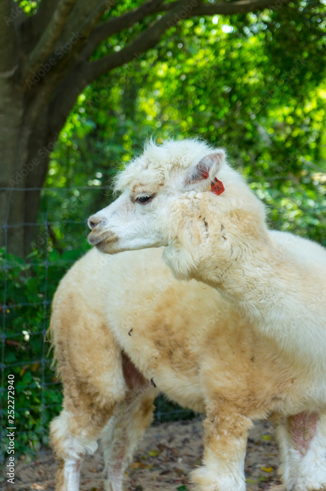 White funny Lama alpaca in New Zealand White funny Lama alpaca in New Zealand