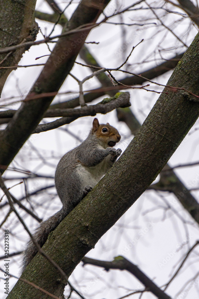 squirrel on tree squirrel on tree
