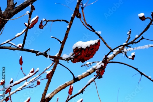 Sumy deer, or Sumah fluffy, Acacia  - a plant of the family Sumach. Sumy deer is cultivated as an ornamental plant photo