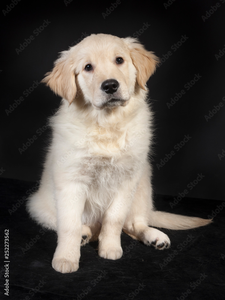 golden retriever cute young puppy