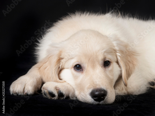 golden retriever cute young puppy © wim