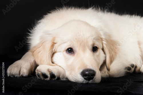 golden retriever cute young puppy