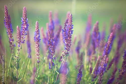 Lavender at sunset  field of purple flowers