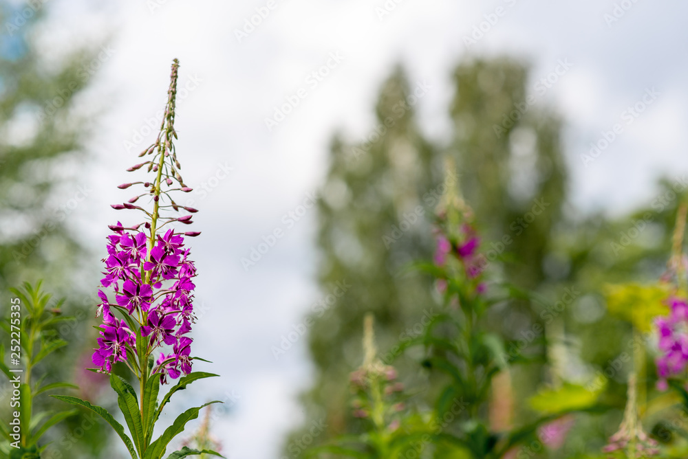 beautiful flower on a green background beautiful flower on a green background