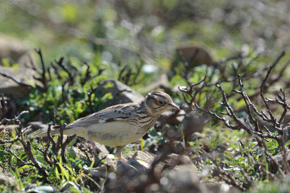Woodlark or Wood Lark - Lullula arborea, Crete Woodlark or Wood Lark - Lullula arborea, Crete