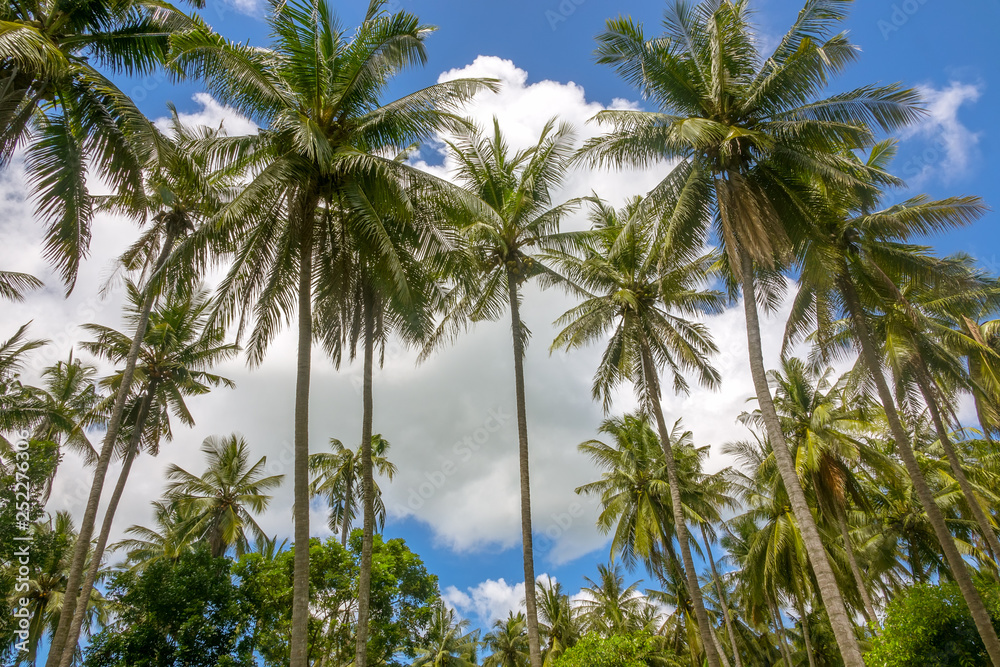 Tropics. Coconut palm trees against the blue sky with clouds. Stock photo. Tropics. Coconut palm trees against the blue sky with clouds. Stock photo.