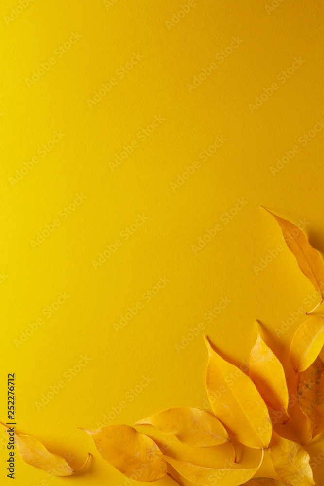yellow autumn leaf isolated on yellow background, top view copyspace yellow autumn leaf isolated on yellow background, top view copyspace