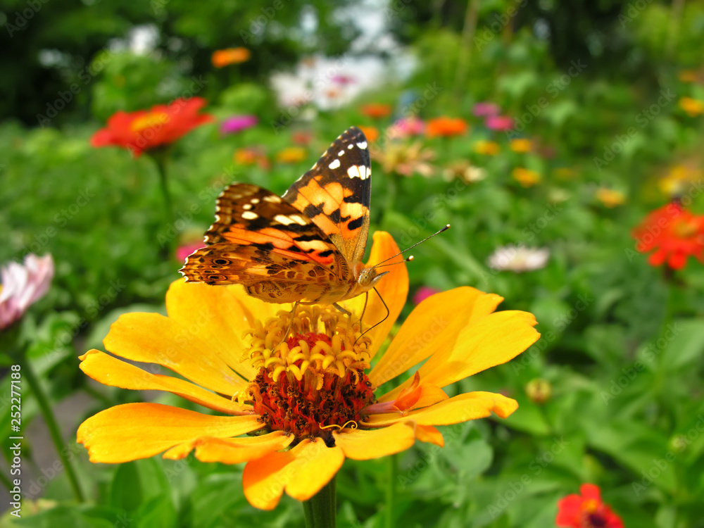Monarch Butterfly feeds on the yellow Zinnia flower in summer day