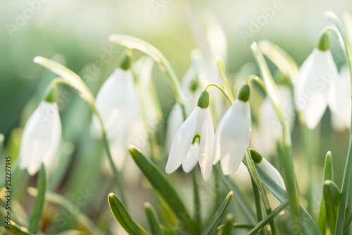 Closeup of snowbells standing in the sunlight with bokeh background in forest