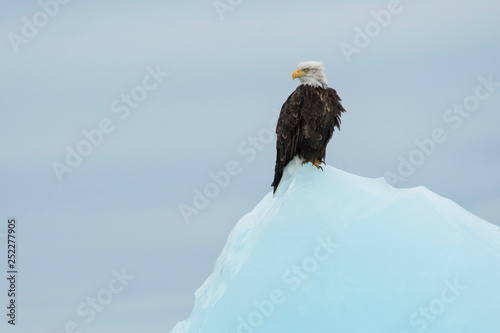 Bald eagle (Heliaeetus leucocephalus) perched on iceberg in Holkham Bay;  Alaska photo