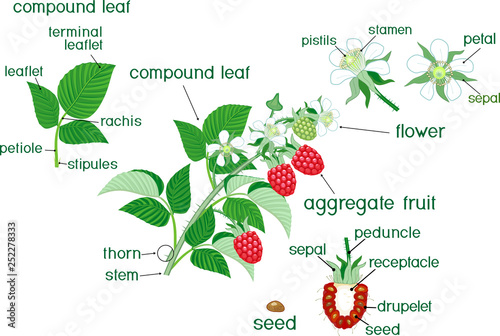 Parts of plant. Morphology of raspberry branch with red berries, green leaves, flowers and titles