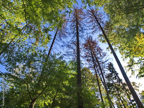 tote Käferfichten in gesundem Laubwald