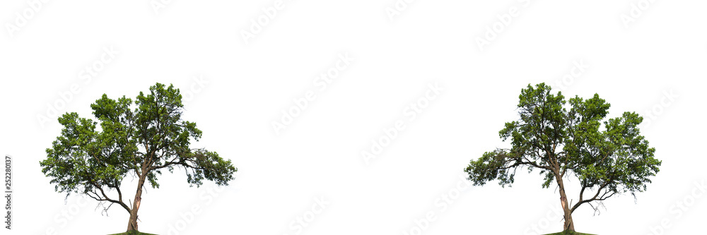 Isolated trees on a white background. The perfect tree for advertising