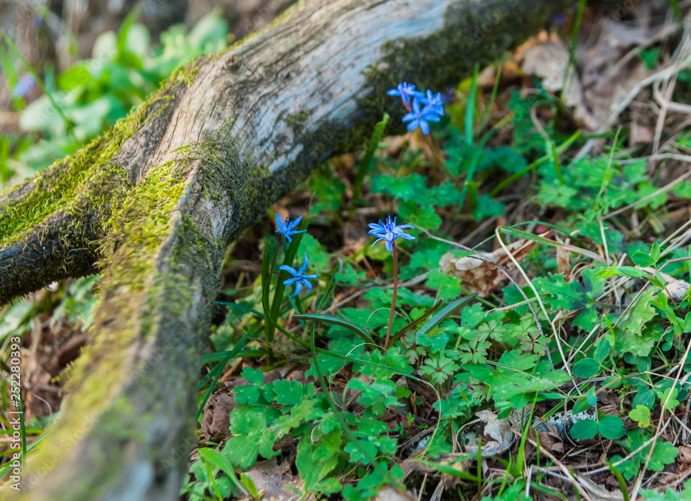 A first blue bells appeared in the spring forest A first blue bells appeared in the spring forest
