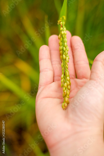 rice tree on hand