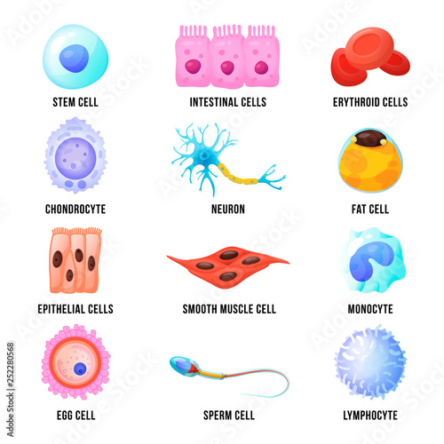 Human macro cells set, bright medicine poster