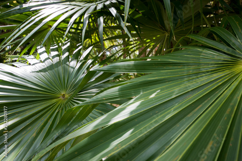 Intertwined Palm Leaves Wallpaper