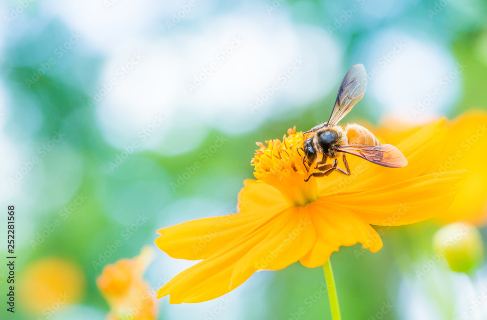 Yellow cosmos flower and Bee with soft blurred background on a bright day Yellow cosmos flower and Bee with soft blurred background on a bright day
