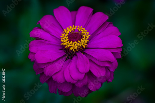 Beautiful pink flower  zinnia violacea cav   with green leaves background