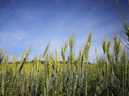 Green rye spikelets at the beginning of summer  against a blue sky