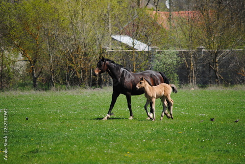 mare and foal grazing