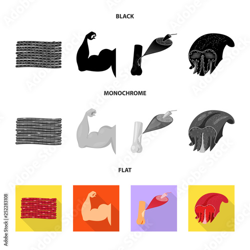 Vector design of fiber and muscular icon. Collection of fiber and body  vector icon for stock.