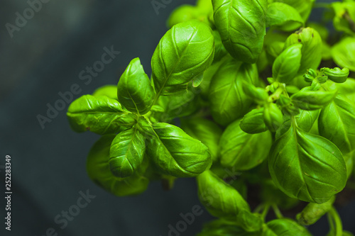 Basil plant on dark background