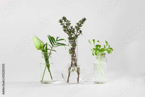 plants in three glass bottles on white background, gardering at home, eco