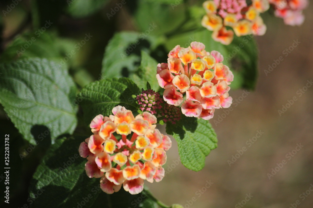 beautiful lantana flowers beautiful lantana flowers