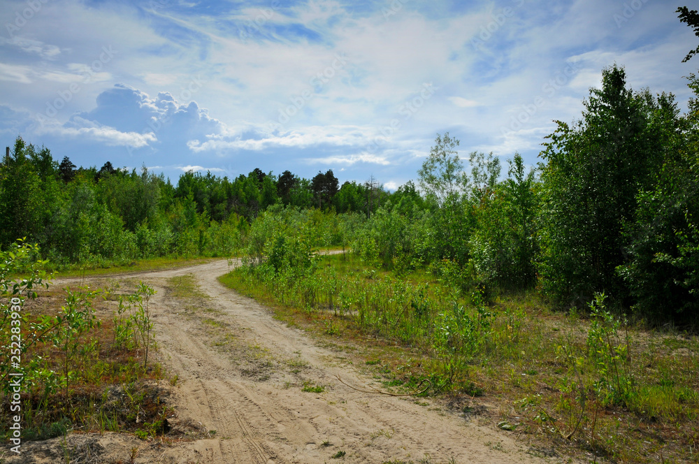  An unpaved forest road
