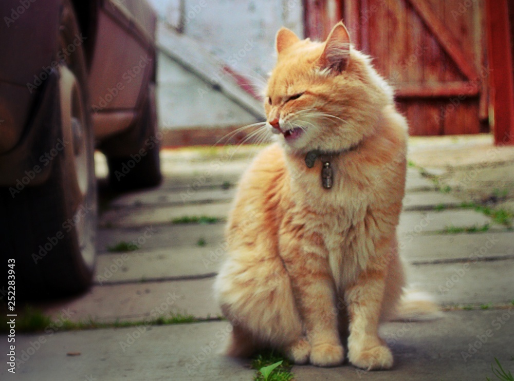 charismatic street cat