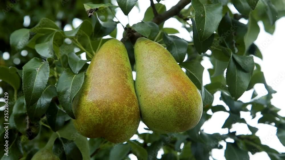 Pears on a tree branch in the orchard Pears on a tree branch in the orchard