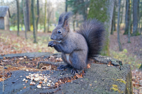 Squirrel with fluffy black fur eating nuts on hemp on a sunny spring day © Vira