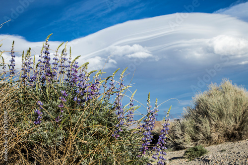 Obraz na plátně Wildflowers and clouds in Alabama Hills