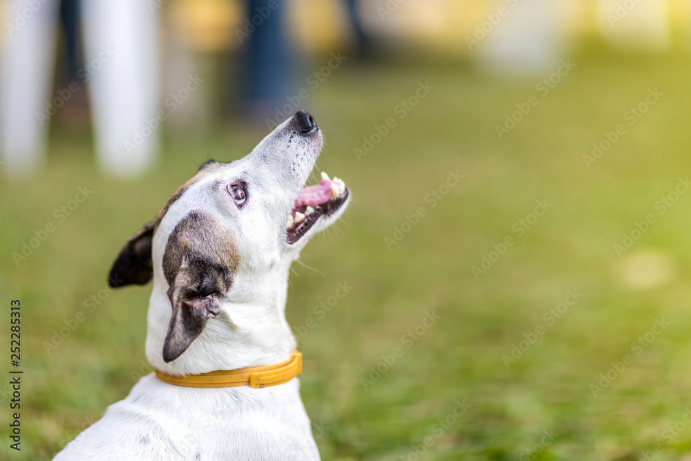 Close up healthy and happy white Dog sitting on green grass at garden on blur background