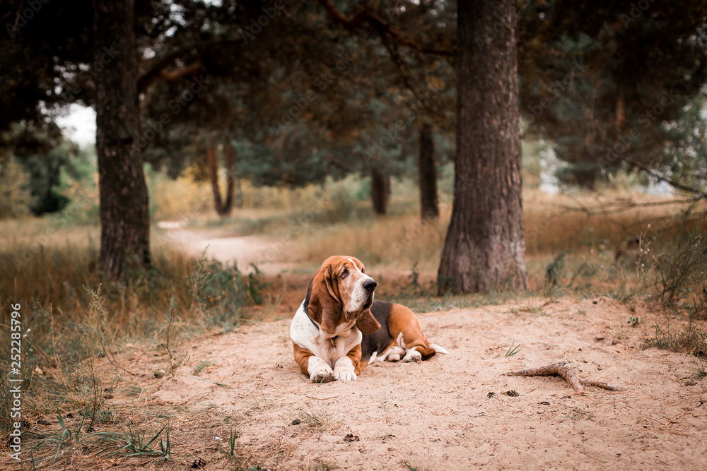 Dog breed Basset Hound in the Park
