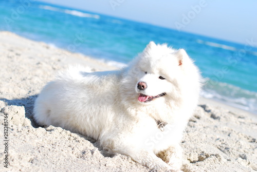 White fluffy dog on the beach