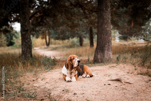 Fototapeta Naklejka Na Ścianę i Meble -  Dog breed Basset Hound in the Park