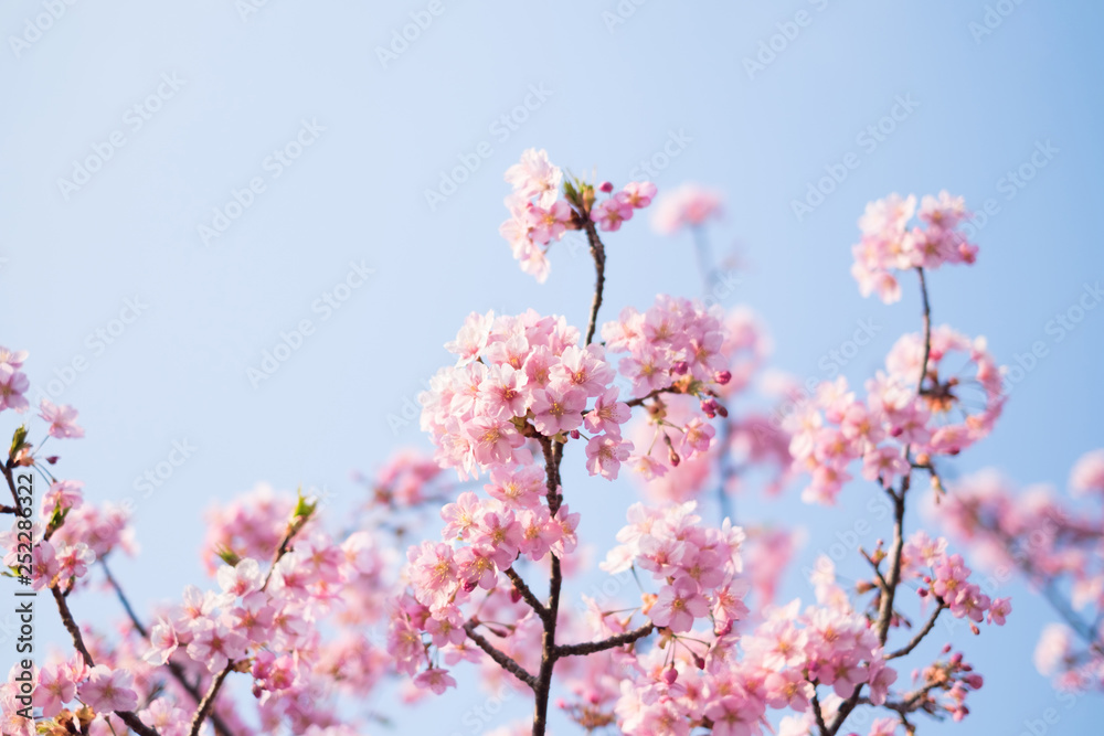 Cherry blossoms in full bloom and blue sky. Cherry blossoms in full bloom and blue sky.