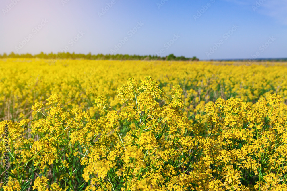 Rapeseed field in early summer against a blue sky