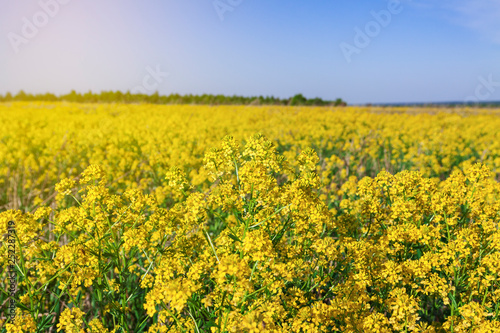 Rapeseed field in early summer against a blue sky © Oleg